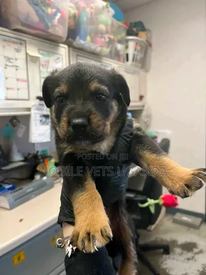 0-1 month Female Purebred Rottweiler
