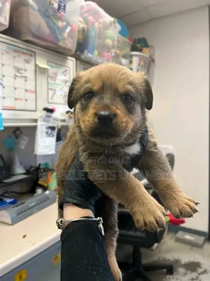 1-3 months Female Purebred Rottweiler