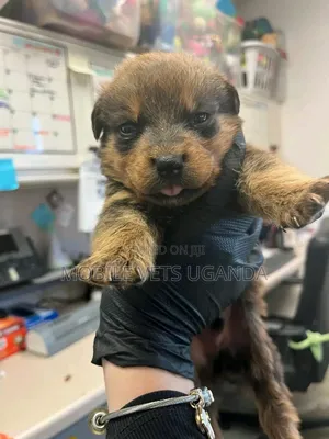 0-1 month Male Purebred German Shepherd