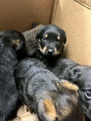 0-1 month Male Purebred Rottweiler