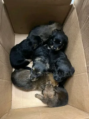 0-1 month Male Purebred Rottweiler