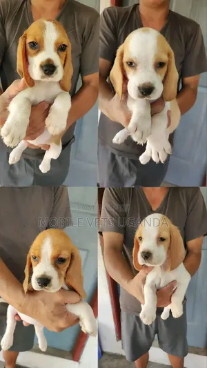 1-3 months Female Purebred Bracco Italiano
