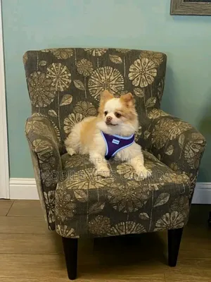 3-6 months Male Purebred Pomeranian