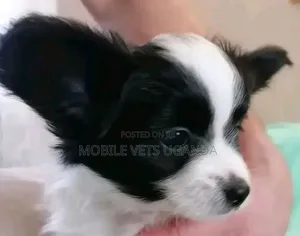 0-1 month Male Purebred Chihuahua