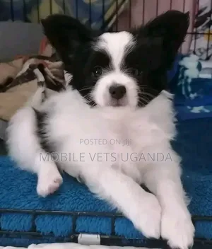 0-1 month Male Purebred Japanese Spitz