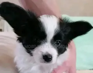 1-3 months Female Purebred Japanese Spitz