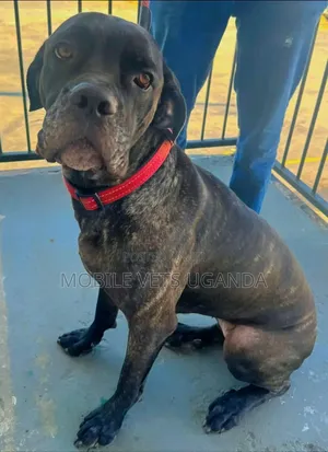 6-12 months Male Purebred Boerboel
