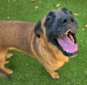 1+ year Male Purebred Boerboel