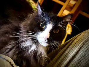 6-12 months Male Purebred Maine Coon