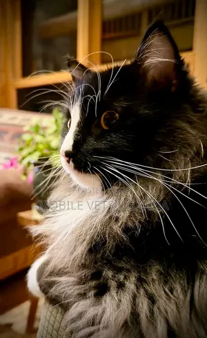 1+ year Female Purebred Maine Coon