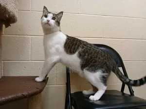 6-12 months Female Purebred Exotic