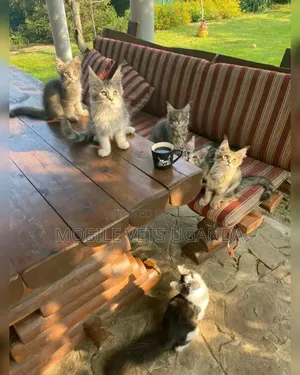 3-6 months Female Purebred Maine Coon