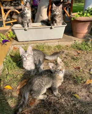 1-3 months Male Purebred Maine Coon