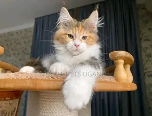 3-6 months Male Purebred Maine Coon