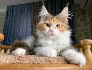 3-6 months Male Purebred Maine Coon