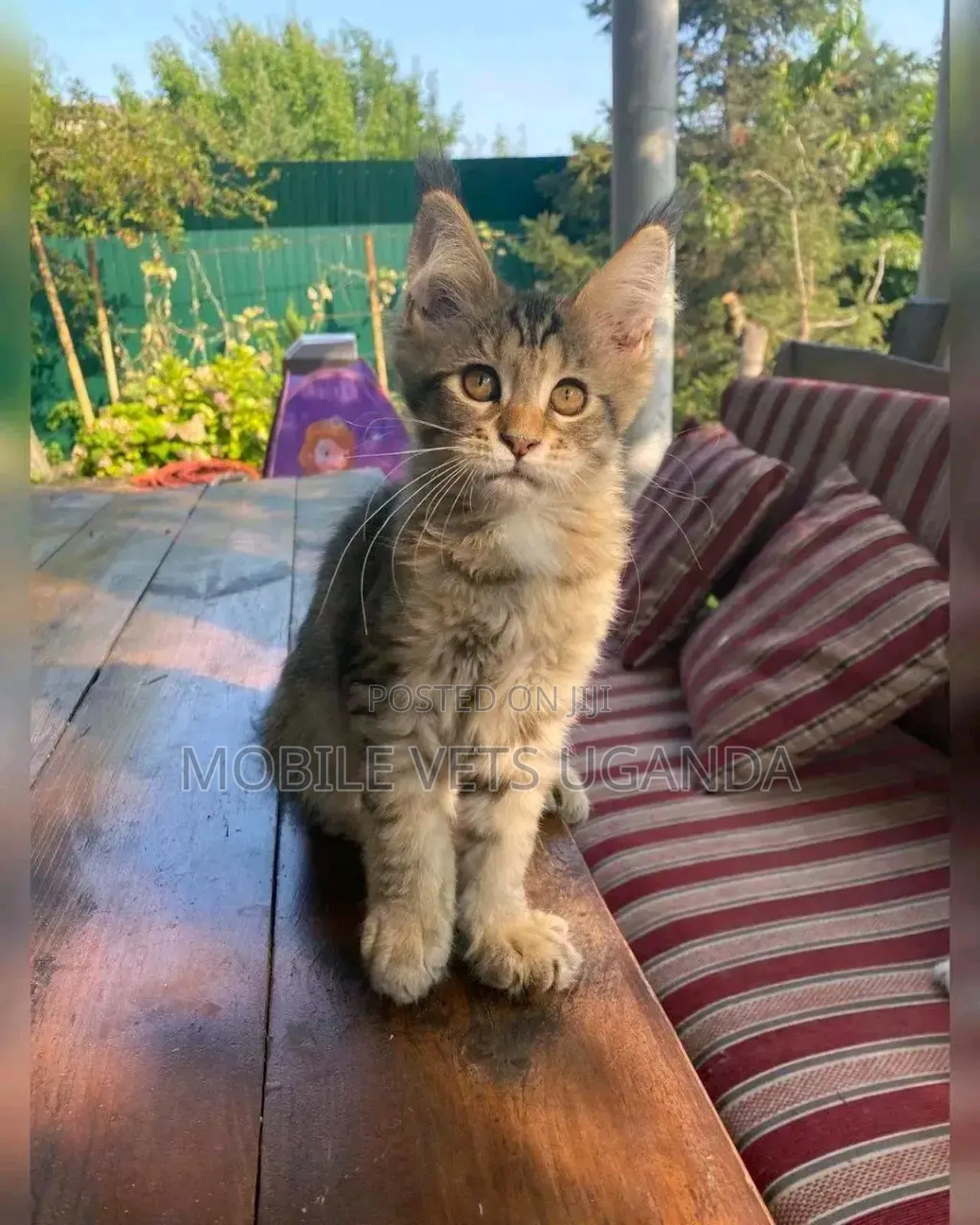 1-3 months Female Purebred Maine Coon