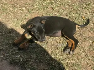 1-3 months Female Purebred German Shepherd