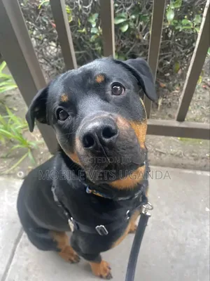 6-12 months Male Purebred Rottweiler