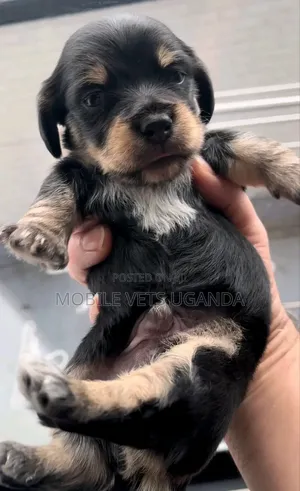 0-1 month Male Purebred Rottweiler