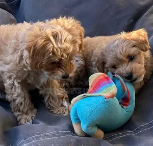 0-1 month Female Purebred Maltese