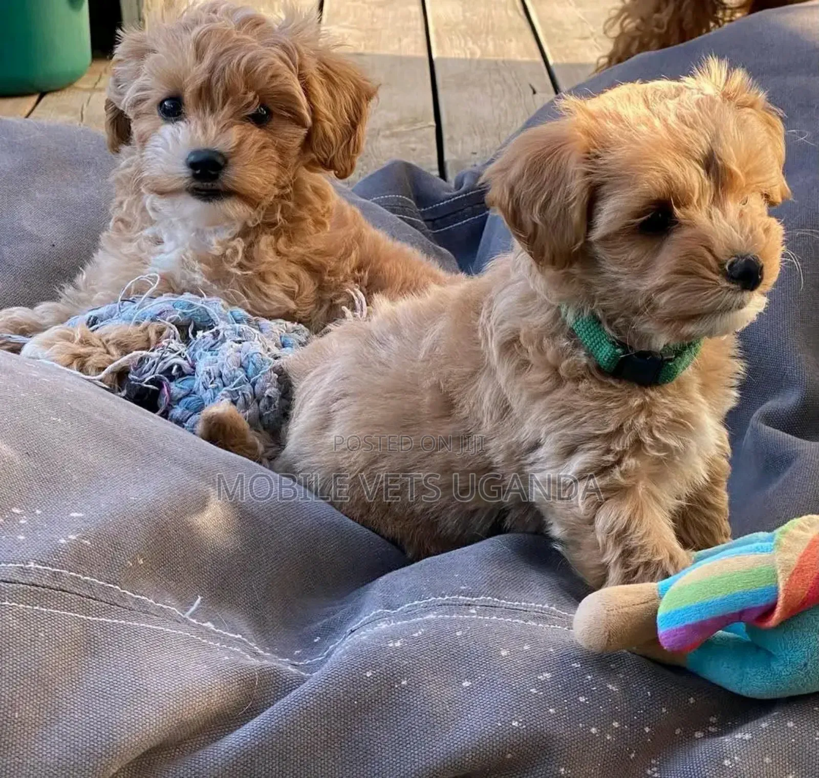 1-3 months Male Purebred Maltese