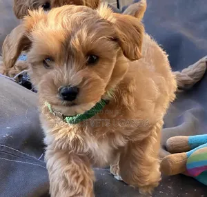 3-6 months Female Purebred Maltese