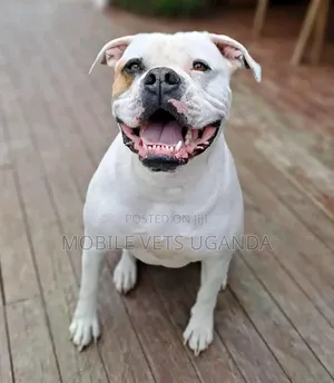 3-6 months Male Purebred American Pit Bull Terrier