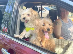 3-6 months Female Purebred Maltese