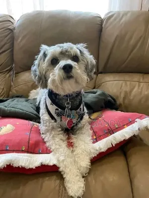 3-6 months Male Purebred Maltese