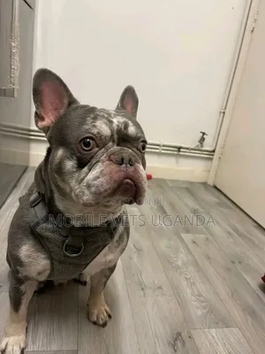 1-3 months Male Purebred French Bulldog