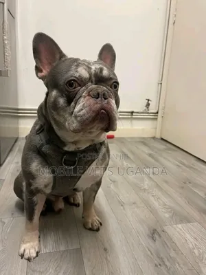 6-12 months Female Purebred French Bulldog