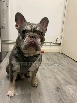 3-6 months Male Purebred French Bulldog
