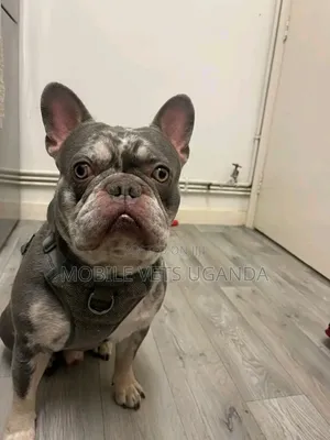 6-12 months Female Purebred French Bulldog