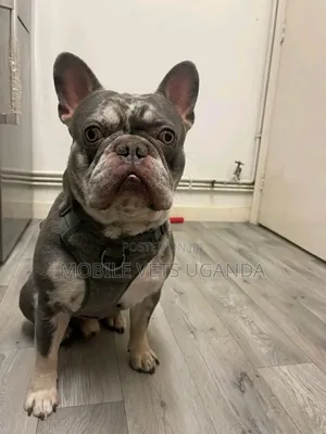 1+ year Male Purebred French Bulldog