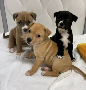 1-3 months Male Purebred American Pit Bull Terrier