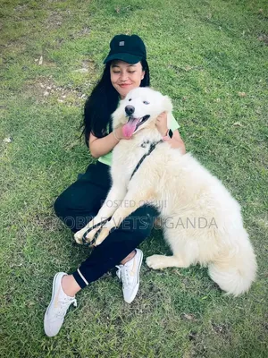 6-12 months Male Purebred Siberian Husky