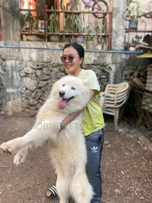 3-6 months Female Purebred Siberian Husky