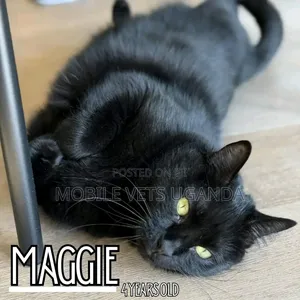 6-12 months Male Purebred American Bobtail