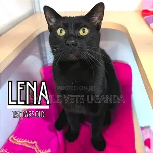 1+ year Female Purebred Devon Rex