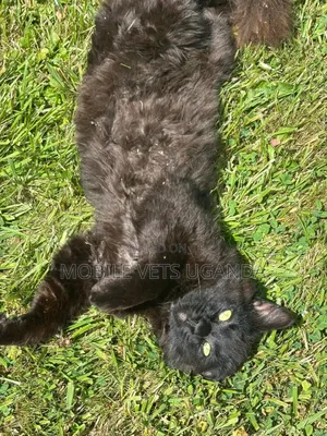 1-3 months Female Purebred Korat