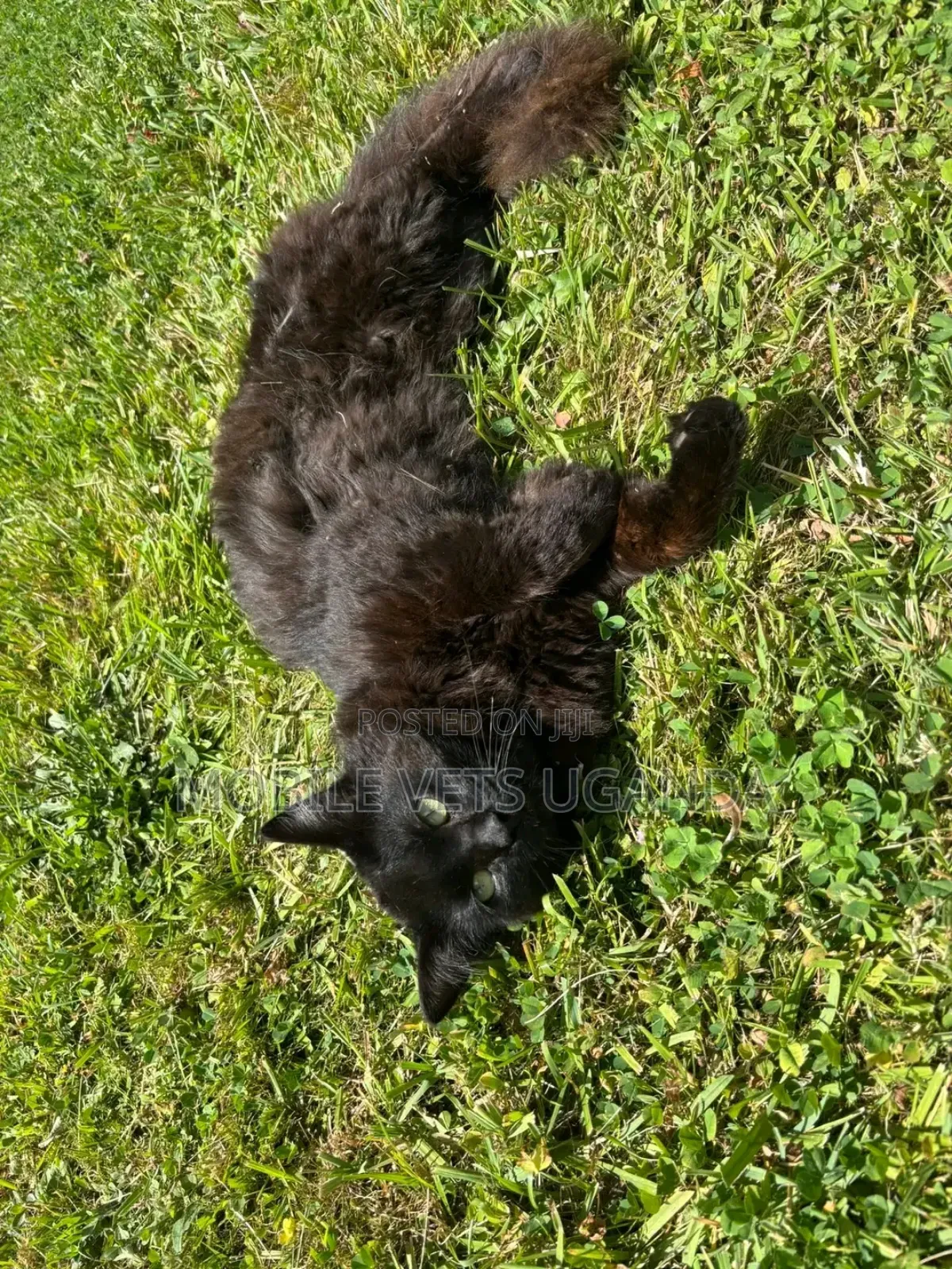 6-12 months Male Purebred Devon Rex