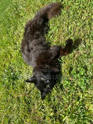 6-12 months Male Purebred Devon Rex
