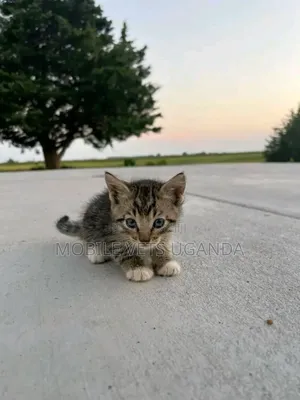 0-1 month Female Purebred Bengal