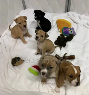 0-1 month Female Purebred American Pit Bull Terrier