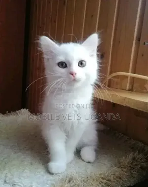 3-6 months Male Purebred Japanese Bobtail