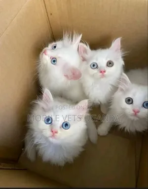 3-6 months Male Purebred Norwegian Forest