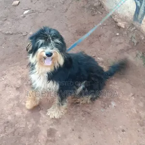 3-6 months Male Purebred Maltese