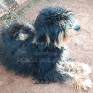 6-12 months Male Purebred Maltese
