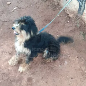 3-6 months Female Purebred Maltese