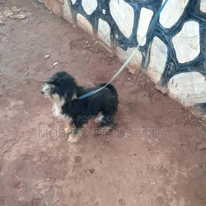 3-6 months Female Purebred Maltese